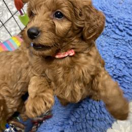 Goldendoodle Puppies from Coal Country Doodles