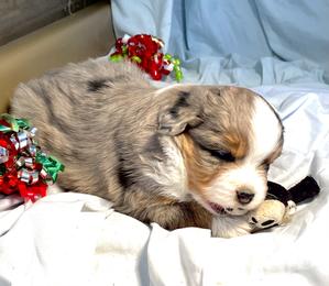 Miniature Australian Shepherd All Grown Up from Yaw's Mini Aussies