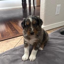 Louie - Blue merle male Australian Shepherd puppy in San Tan Valley, Arizona from SJR AUSSIES
