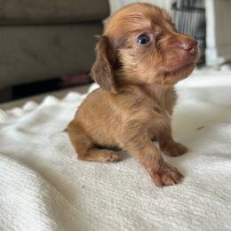 Montana (red) - Red male Dachshund puppy in Sebring, Florida from Mini Weenies