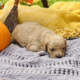 Goldie - Apricot female Saint Berdoodle puppy in Swartz Creek, Michigan from Whisky Paws Saint Berdoodles and Poodle Pups