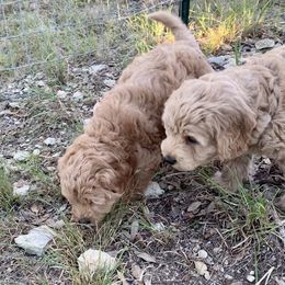 Goldendoodle Puppies from Grace of God Goldendoodles