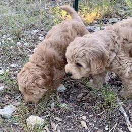 Goldendoodle Puppies from Grace of God Goldendoodles
