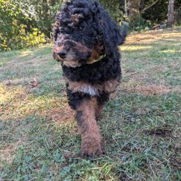 Luna - Black phantom female Aussiedoodle puppy in Yacolt, Washington from Aussiedoodles by Maggie