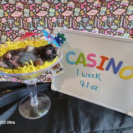 Casino - Fawn male Pug puppy in Tucson, Arizona from Cactus Pugs & Hugs