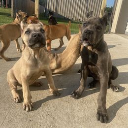 Cane Corso Puppies from Bayou Cane Corso