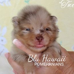 Pomeranian Puppies from Blu Hawaii Pomeranians