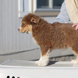 Australian Shepherds from HT2 Australian Shepherds