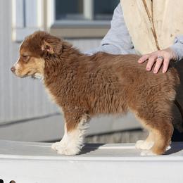 Australian Shepherds from HT2 Australian Shepherds