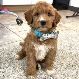 Boy 2 - male Goldendoodle puppy in Sugarcreek, Ohio from True Hearted Doodles