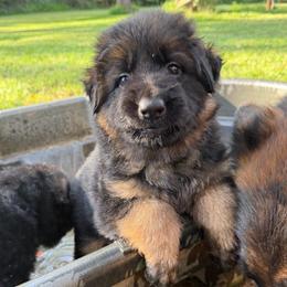 Indigo (Lilac ribbon) - Black and red female German Shepherd puppy in Purcellville, Virginia from Starry Night German Shepherd Dogs