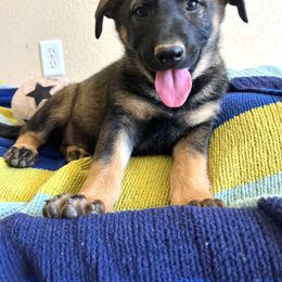 Gretchen - Sable female German Shepherd puppy in Sierra Vista, Arizona from KnightWatch K-9