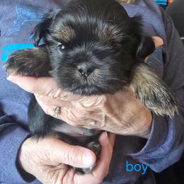 Boy - Black and tan male Shih Tzu puppy in Norris City, Illinois from Dainty and Darling Shih Tzu