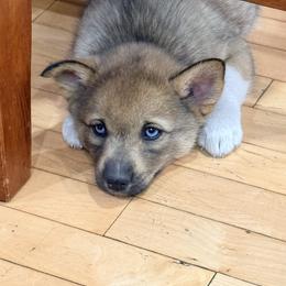 Foxy - Wolf sable female Pomsky puppy in Doon, Iowa from Luxury Pomsky