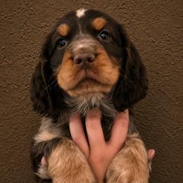 Jester - Tri-Roan male English Springer Spaniel puppy in Fort White, Florida from Thunderbird Springers