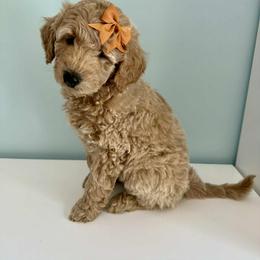 Aussiedoodle and Labradoodle Puppies from Doodles on Duty