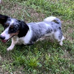 Bulldog, Bull Terrier, and Dachshund Puppies from Cloud Nine Ranch Bullies
