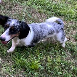 Bulldog, Bull Terrier, and Dachshund Puppies from Cloud Nine Ranch Bullies