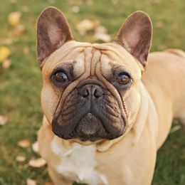 French Bulldogs from Brickhouse Frenchies MT