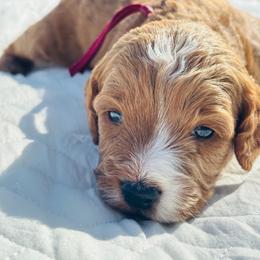 The Honorable Phillipa Featherington - Red and white female Cockapoo puppy in Piedmont, Oklahoma from Perdue Puppies