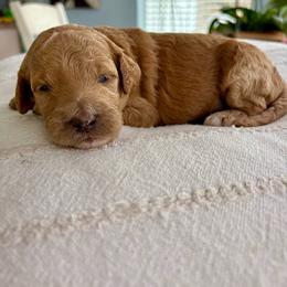 Solstice - Red  female Goldendoodle puppy in Brooksville, Florida from Abby’s Standard Goldendoodles