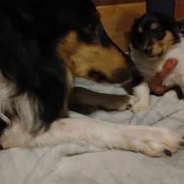 Girl 1 - Black white and tan Collie puppy in Bowling Green, Ohio from Campers Collies
