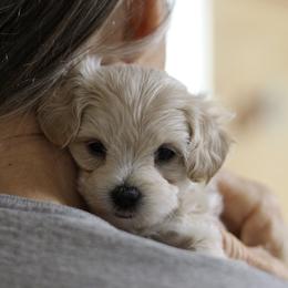 Petal - White female Maltipoo puppy in Springtown, Texas from North Texas Puppies