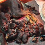 Blue Cord - Black and tan Beauceron puppy in Strafford, New Hampshire from WildGoose Beaucerons
