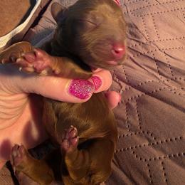 Chocolate boy - Chocolate male Dachshund puppy in West Plains, Missouri from Spring Creek Dachshunds