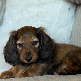 Sable - Red female Dachshund puppy in Bowling Green, Kentucky from Dachshunds of the Valley