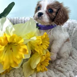 Cavalier King Charles Spaniel Puppies from Palladino’s Cavaliers of Upstate NY