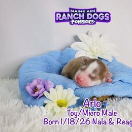 Arlo - Lavender male Pomsky puppy in Humeston, Iowa from M.A.R. Dogs