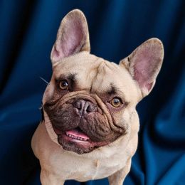 Bones - French Bulldog