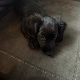 Oscar - Black male Dachshund puppy in Owensboro, Kentucky from Neens Weens Kennels
