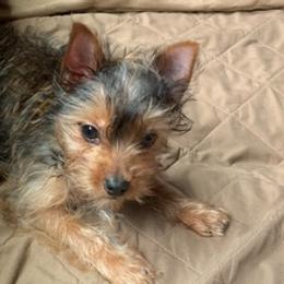Yorkshire Terriers from Price'sPartiYorkie
