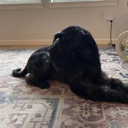 Fritz - Standard Schnauzer