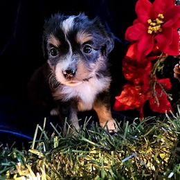 Toy Australian Shepherd Puppies from Badland's Toy Aussies