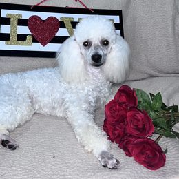 Queen - Poodle