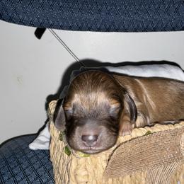 Zoey - Chocolate and tan female Dachshund puppy in Brockport, New York from Ryans Nursery/Ryan's Dachshunds