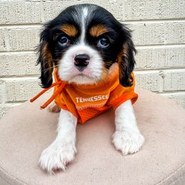 Mr Peyton - Tri-color male Cavalier King Charles Spaniel puppy in Knoxville, Tennessee from Adventure Doodles Of East TN