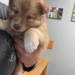 Pomsky Puppies from Blue Sky Pomsky