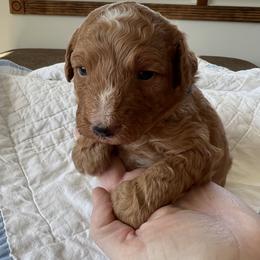 Bernedoodle Puppies from Birdies Mini Bernedoodles