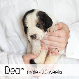 Dean - Black white and brown male Basset Hound puppy in Jefferson City, Missouri from Triple Hill Farm