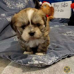 Boy S2 - Golden male Lhasa Apso puppy in Norman, Oklahoma from Steve's Puppies