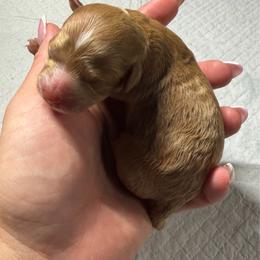 Aria - Apricot female Poodle puppy in Oak Lawn, Illinois from Pawfect Pets