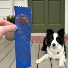 Blitz - Border Collie