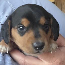 Dachshunds from Michelle's Dachshunds