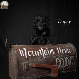 Dopey - Black male Australian Labradoodle puppy in Cashmere, Washington from Mountain Home Doodles