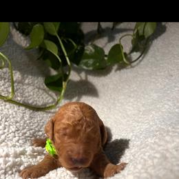 Goldendoodle Puppies from PurdyDoodles