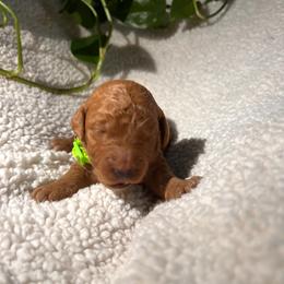 Goldendoodle Puppies from PurdyDoodles